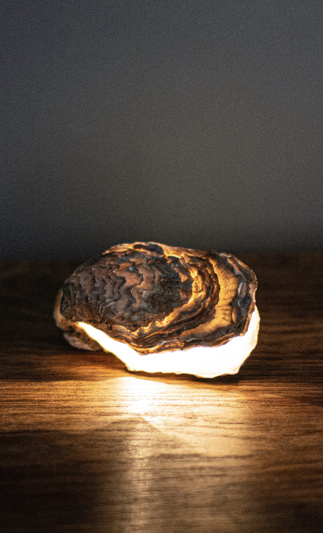 Oyster lamp by Daan