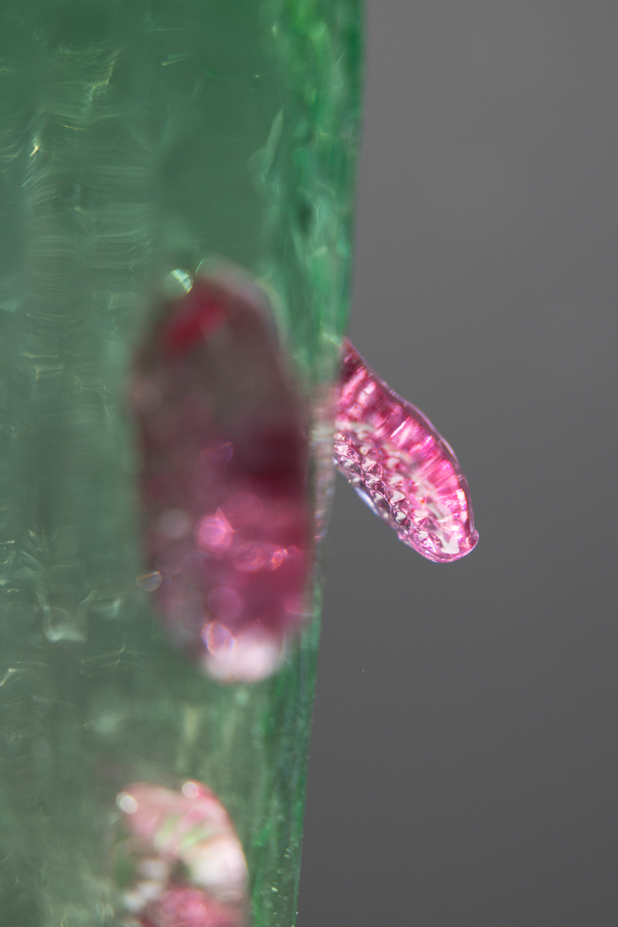 Fishvase, green/pink (2026), by Bernard