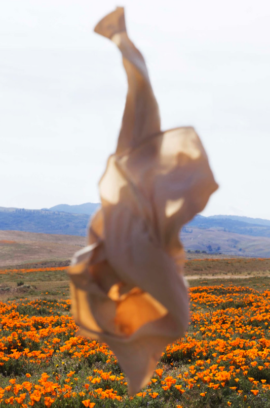 Dancing with Poppies